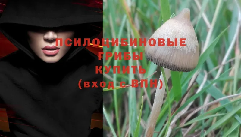 Псилоцибиновые грибы Psilocybe  купить наркотик  blacksprut как войти  Ликино-Дулёво 